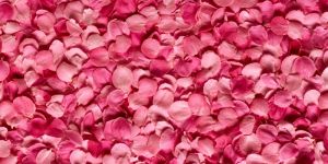 Rose Petals