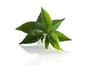 Green Tea Leaves