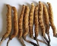 Cordyceps Sinensis