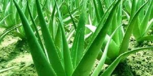Aloe Vera Plant