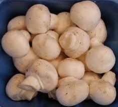 Milky White Mushroom