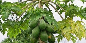 Fresh Papaya