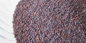 Organic Mustard Seeds