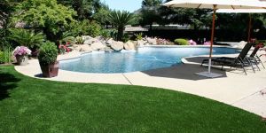 Landscape Turf Grass