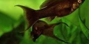 Black Molly Fish