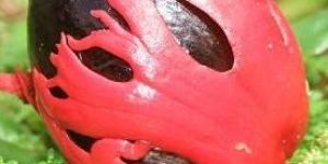 Nut Mug, Black Pepper, Dry Ginger