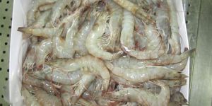 Vannamei Shrimps