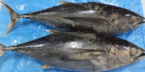 Yellowfin Tuna