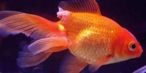 Goldfish