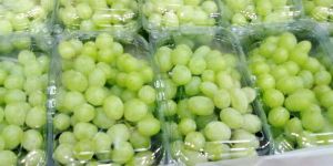 Fresh Green Grapes