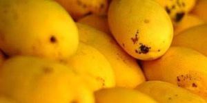 Fresh Mangoes