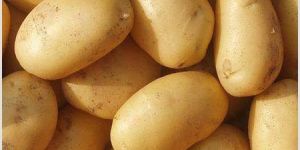 Potato
