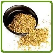 Yellow Mustard Seeds