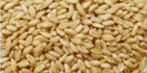 Tukdi Wheat