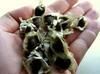 Moringa Oleifera Pkm 1