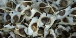 Moringa Oleifera Seeds