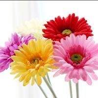 Chrysanthemum Flower