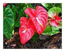 Fresh Anthurium