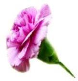 Fresh Carnation