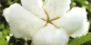 Raw Cotton