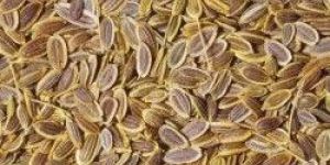 Dill Seeds