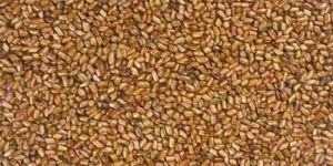 Cassia Torea Semen Seeds