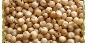 Sorghum