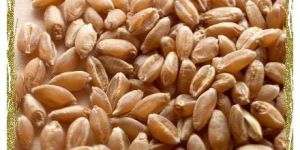 Wheat
