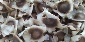 Moringa Seed