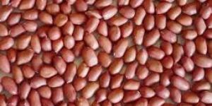 Groundnut Seeds