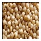 Sorghum