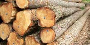 Pine Wood Logs