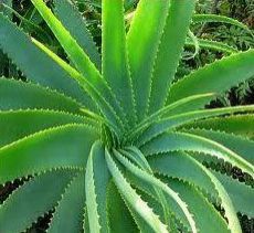 Aloe Vera Plantation Services