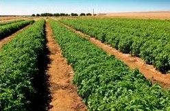 Horticulture Farming