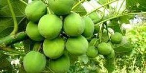 Jatropha Plantation Consultancy