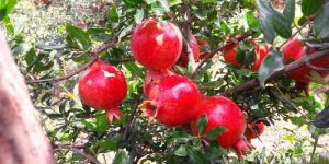 Pomegranate