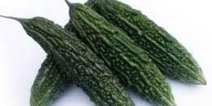 Bitter Gourd