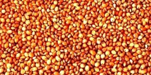 Sorghum Sudan Grass Seed