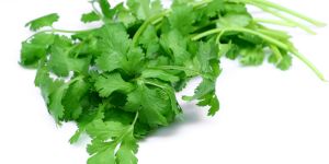Coriander Leaves