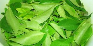 Curry Leaves