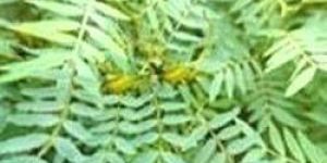 Senna Leaves