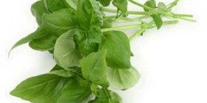 Tulsi Leaves