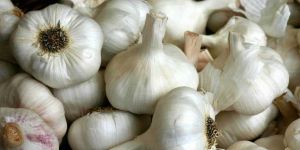 Garlic