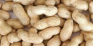 Groundnut Kernels