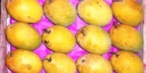 Ratnagiri Hapus Mango