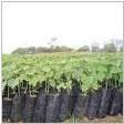 Nursery Plant Bags