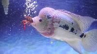 Flower Horn Fish