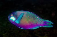 Parrot Fish