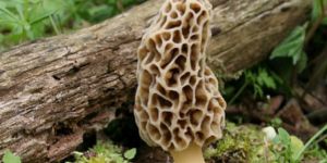 Morel Mushroom