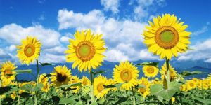 Sunflower Oil